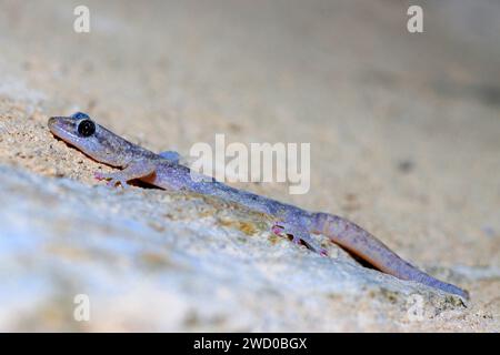 Geco europeo (Phyllodactylus europaeus, Euleptes europaea), su terreno asciutto, vista laterale, Francia, Port-Cros Foto Stock