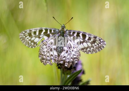 Festa meridionale (Zerynthia polyxena), seduta su una fioritura, vista dorsale, Francia Foto Stock