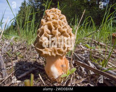 morel comune, morel, morel giallo, morel vero, fungo morel, spugna morel (Morchella esculenta, Morellus esculentus), corpo fruttifero, Germania Foto Stock