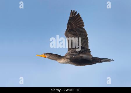 Cormorano a doppia cresta (Phalacrocorax auritus), in volo, Azzorre, Sao Miguel Foto Stock