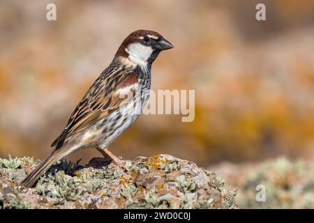 Passero spagnolo (Passer hispaniolensis), arroccato maschio su una pietra, Isole Canarie, Fuerteventura Foto Stock