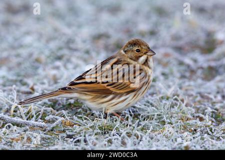 Bunting di canna (Emberiza schoeniclus), appollaiate in un prato ghiacciato, vista laterale, Italia, Toscana Foto Stock