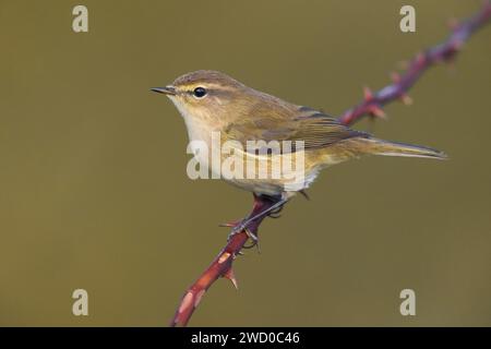 Chiffchaff, chiffchaff comune (Phylloscopus collybita), arroccato su un ramoscello d'India, vista laterale, Italia, Toscana Foto Stock