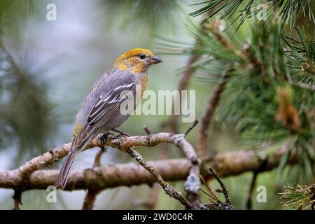 pino grosbeak (Pinicola enucleator), giovane maschio siede in un pino, Finlandia, Kaamanen Foto Stock