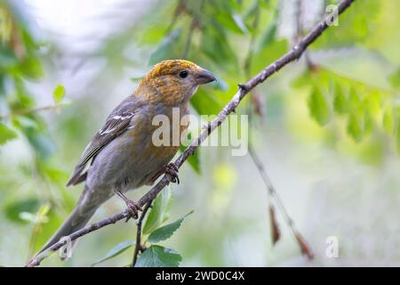 pine grosbeak (Pinicola enucleator), giovane maschio siede in una betulla, Finlandia, Kaamanen Foto Stock