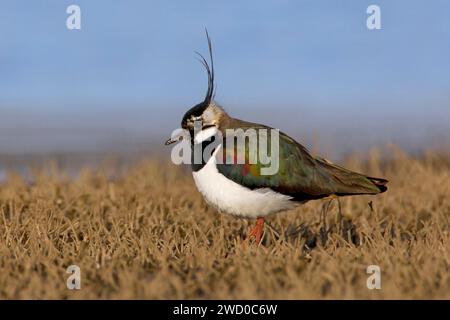 northern lapwing, peewit, pewit, tuit, tewit, Green plover, paglierino (Vanellus vanellus), foraggiamento in una palude, vista laterale, Italia, Toscana Foto Stock