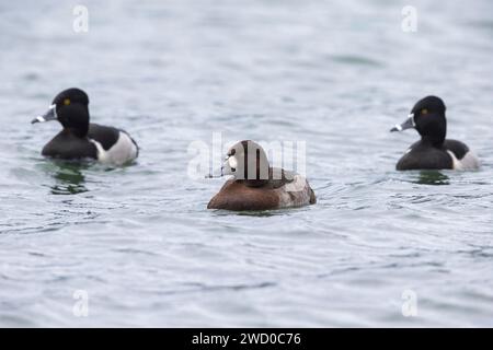 Greater scaup (Aythya marila), nuoto con anatre dal collo ad anello (Aythya collaris) su un lago, Azzorre, Sao Miguel Foto Stock