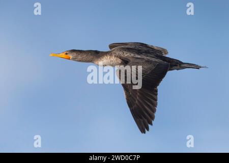 Cormorano a doppia cresta (Phalacrocorax auritus), in volo, Azzorre, Sao Miguel Foto Stock