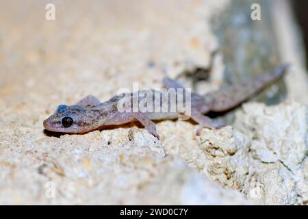 Geco europeo (Phyllodactylus europaeus, Euleptes europaea), su terreno asciutto, vista laterale, Francia, Port-Cros Foto Stock