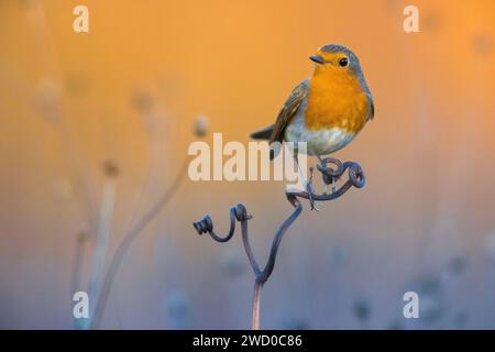 robin europeo (erithacus rubecula), appollaiato su un tendine, vista frontale, Italia, Toscana, piana fiorentina; stagno di Peretola, Firenze Foto Stock