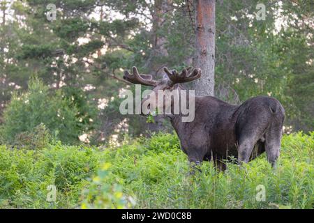 alci, alci europei (Alces alces alces), alci di bue si trova in una radura e mangia rami di rowan, Svezia, Vaesternorrland Foto Stock