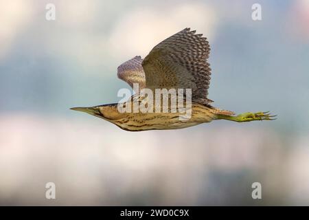 Bittern eurasiatico, bittern grande (Botaurus stellaris), in volo, vista laterale, Italia, Toscana Foto Stock