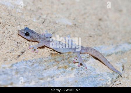 Geco europeo (Phyllodactylus europaeus, Euleptes europaea), su terreno sabbioso asciutto, vista laterale, Francia, Port-Cros Foto Stock