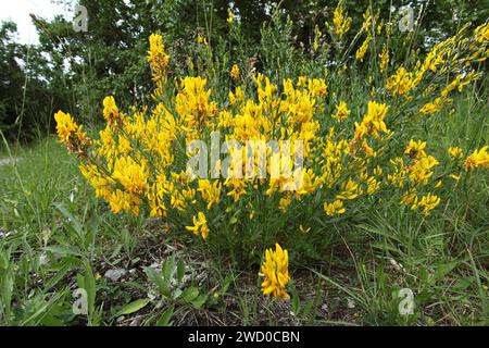 Erba verde di dyer, erba verde di Dyer (Genista tinctoria), fioritura, Germania Foto Stock