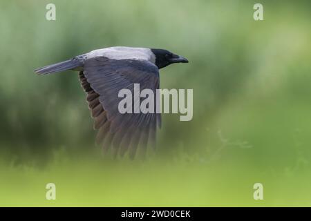 Corvo con cappuccio (Corvus corone cornix, Corvus cornix), in volo, vista laterale, Italia, Toscana Foto Stock