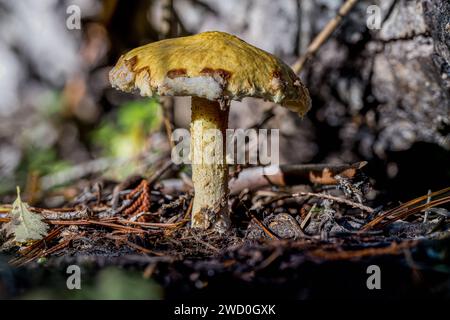 Fungo Suillus in una foresta nell'Idaho Foto Stock