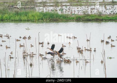 **CINA CONTINENTALE, HONG KONG, MACAO E TAIWAN FUORI** gli uccelli migratori si riuniscono in un parco paludoso a Nanning City, nel sud della Cina, nel Guangxi Autonomous Regio Foto Stock