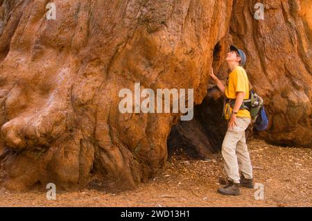 (Sequoia sempervirens) lungo il sentiero di 100 giganti a Long Meadow Grove, Sequoia National Monument, California Foto Stock