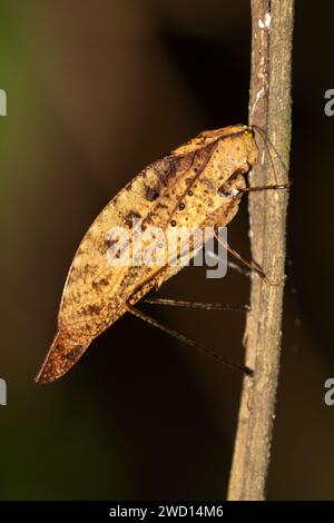 Katydid (Orophus tesselatus) che imita le foglie morte nella foresta pluviale, la Selva Biological Station, Costa Rica Foto Stock