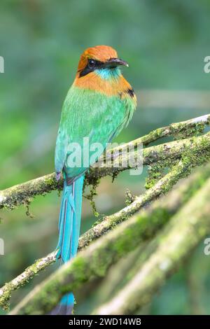 Il motmot (Electron platyrhynchum) a becco largo in una foresta pluviale tropicale, Costa Rica Foto Stock