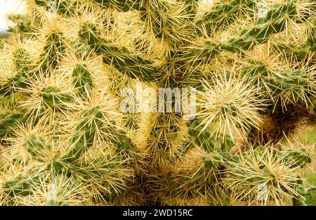 Primo piano di un cactus cholla che salta nelle Superstition Mountains, Arizona. Foto Stock