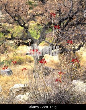 Il plent di fagioli corallini si trova di fronte a una grande quercia nel bacino del Molino. Santa Catalina Mountains, Arizona Foto Stock