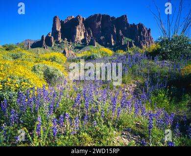 Fiori selvatici in fiore nel Lost Dutchman State Park. Superstition Mountains, Arizona Foto Stock