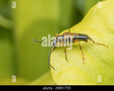 Vista laterale di uno scarabeo da fiore longhorn (Xestoleptura crassipes) spolverato di polline, che si nutre di nettare secreto da una pianta a caraffa gialla (Sarracenia f Foto Stock