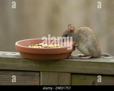 Ratto nero grigio-marrone della nave (Rattus rattus) seduto su una ringhiera di legno che sorvegliava i semi offerti in un alimentatore di uccelli Foto Stock