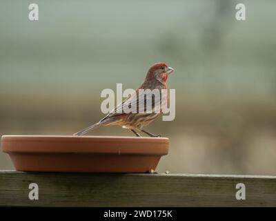 Maschili adulti finch, Haemorhous mexicanus, che si sta nutrendo da un piatto di semi Foto Stock