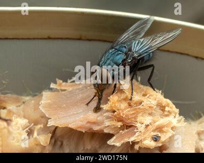 Mosca bluastra comune o mosca in bottiglia (Calliphora vicina), che si nutre di tonno in scatola. Delta, Columbia Britannica, Canada Foto Stock