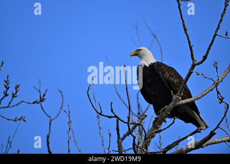 Calvo Eagle a Sacramento, NWR Foto Stock