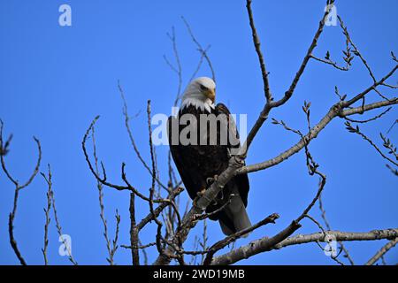 Calvo Eagle a Sacramento, NWR Foto Stock