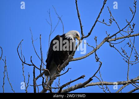 Calvo Eagle a Sacramento, NWR Foto Stock