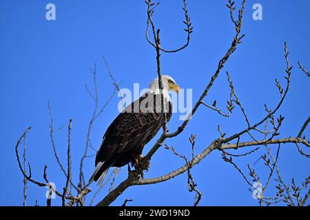 Calvo Eagle a Sacramento, NWR Foto Stock