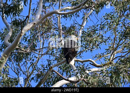 Calvo Eagle a Sacramento, NWR Foto Stock