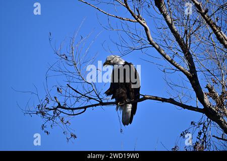 Calvo Eagle a Sacramento, NWR Foto Stock