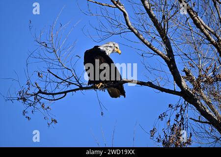 Calvo Eagle a Sacramento, NWR Foto Stock