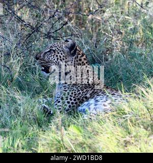 Leopardo n.2 femmina per adulti - Okavango Delta, Botswana Foto Stock