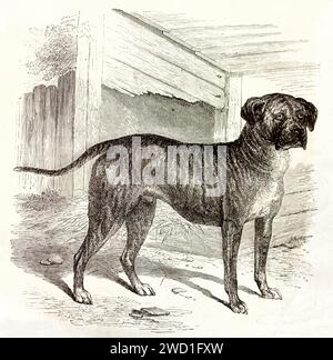 Vecchia illustrazione incisa del mastino inglese in piedi su un terreno rurale vicino a un rifugio di legno, enorme e orgoglioso. Linework espressivo, pubblicato nel 1878. Foto Stock