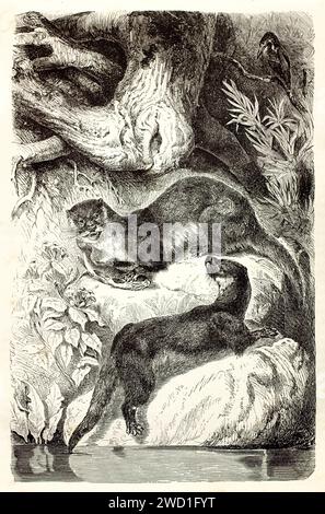 Vecchia illustrazione incisa di un paio di lontra eurasiatica sul lato del fiume. Creato da Kertschmer, pubblicato su Brehm, Les Mammifers, Baillière et fils Foto Stock