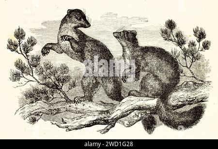 Vecchia illustrazione incisa di un paio di pini Marten europei su un ramo. Creato da Zimmermann, pubblicato su Brehm, Les Mammifers, Baillière et fils Foto Stock