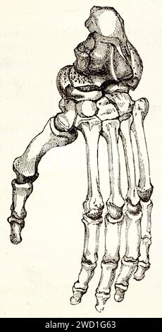 Incisione dettagliata del XIX secolo delle ossa del piede del gorilla, studio anatomico pubblicato nel 1878 in Les Mammifères di Brehm, autore sconosciuto. Foto Stock