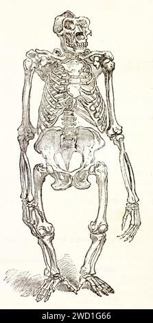 Scheletro completo di gorilla in posizione verticale, incisione anatomica dettagliata da Les Mammifères di Brehm, pubblicato nel 1878, autore sconosciuto. Foto Stock