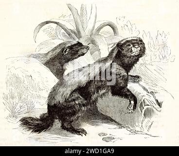 Vecchia illustrazione incisa di Honey Badger. Creato da Kertschmer, pubblicato su Brehm, Les Mammifers, Baillière et fils, Parigi, 1878 Foto Stock