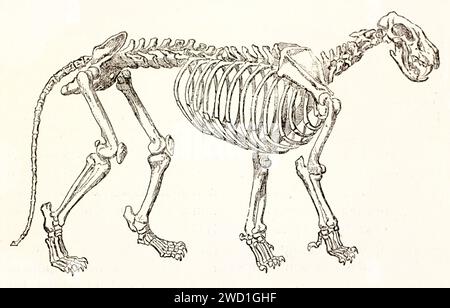 Vecchia illustrazione incisa di uno scheletro di leone. Di autore sconosciuto, pubblicato su Brehm, Les Mammifers, Baillière et fils, Parigi, 1878 Foto Stock