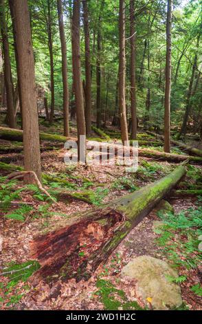 Cook Forest State Park e Clarion River Lands nella panoramica Pennsylvania nordoccidentale, Stati Uniti Foto Stock