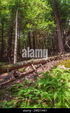 Cook Forest State Park e Clarion River Lands nella panoramica Pennsylvania nordoccidentale, Stati Uniti Foto Stock