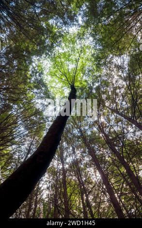 Cook Forest State Park e Clarion River Lands nella panoramica Pennsylvania nordoccidentale, Stati Uniti Foto Stock