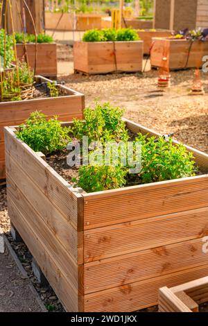 Orto con letti rialzati in legno per erbe, frutta e verdura Foto Stock